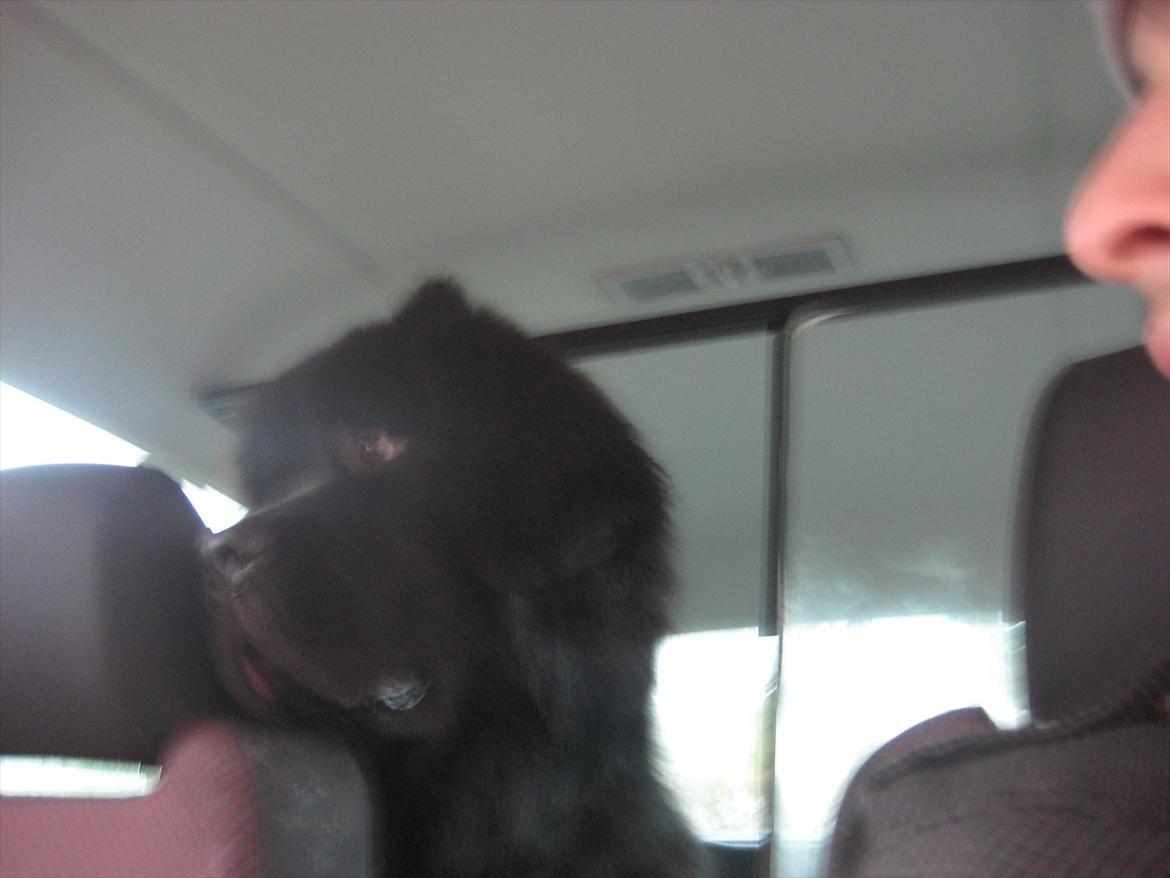 Newfoundlænder Ivan billede 7