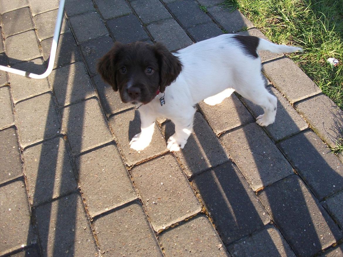 Field Trial spaniel Tulle billede 9