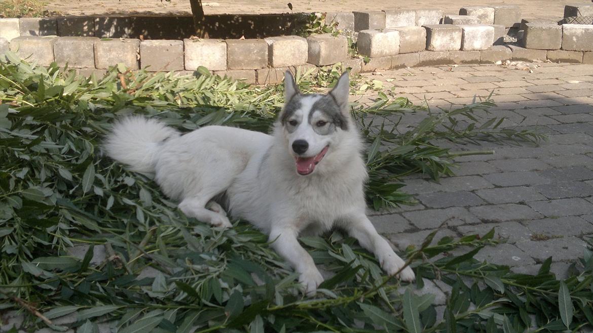 Alaskan husky Frigg billede 1