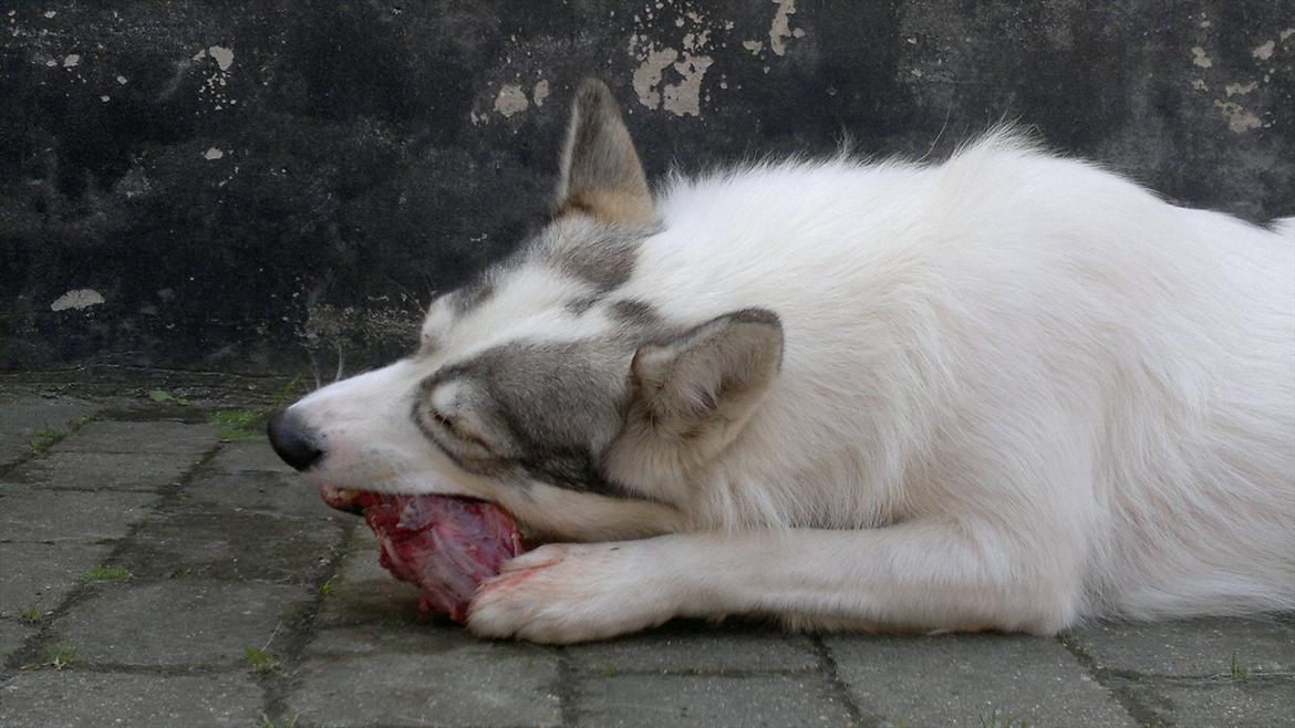 Alaskan husky Frigg billede 2