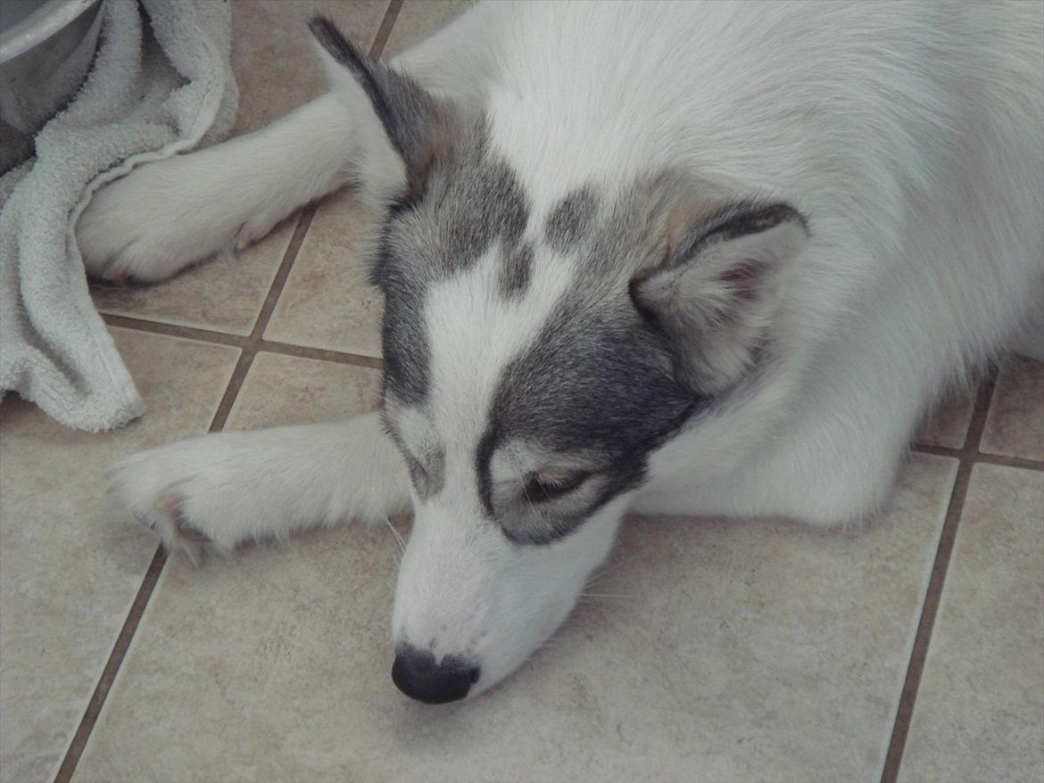 Alaskan husky Frigg billede 3