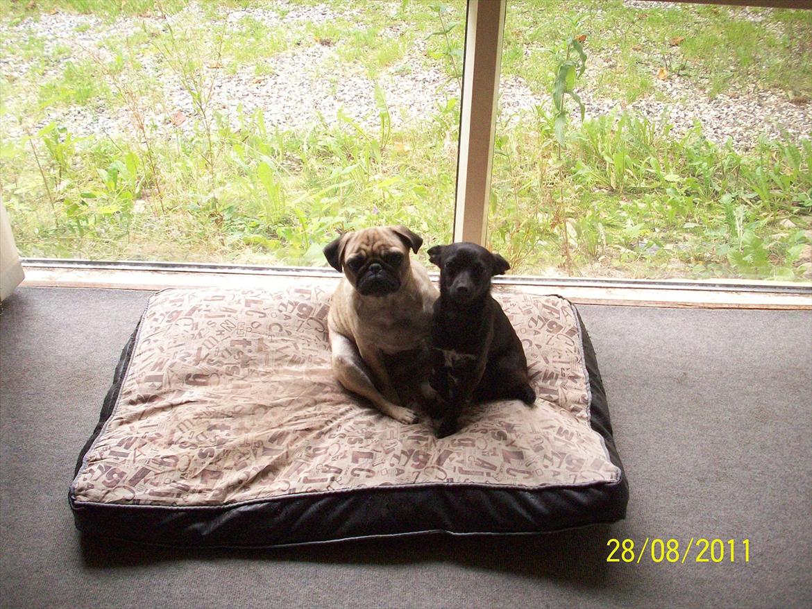 Blanding af racer Qiwi billede 18