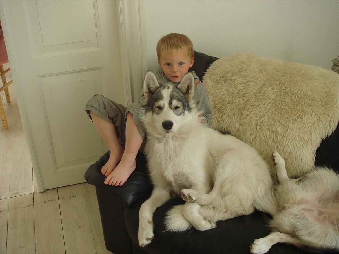 Alaskan husky Frigg billede 4