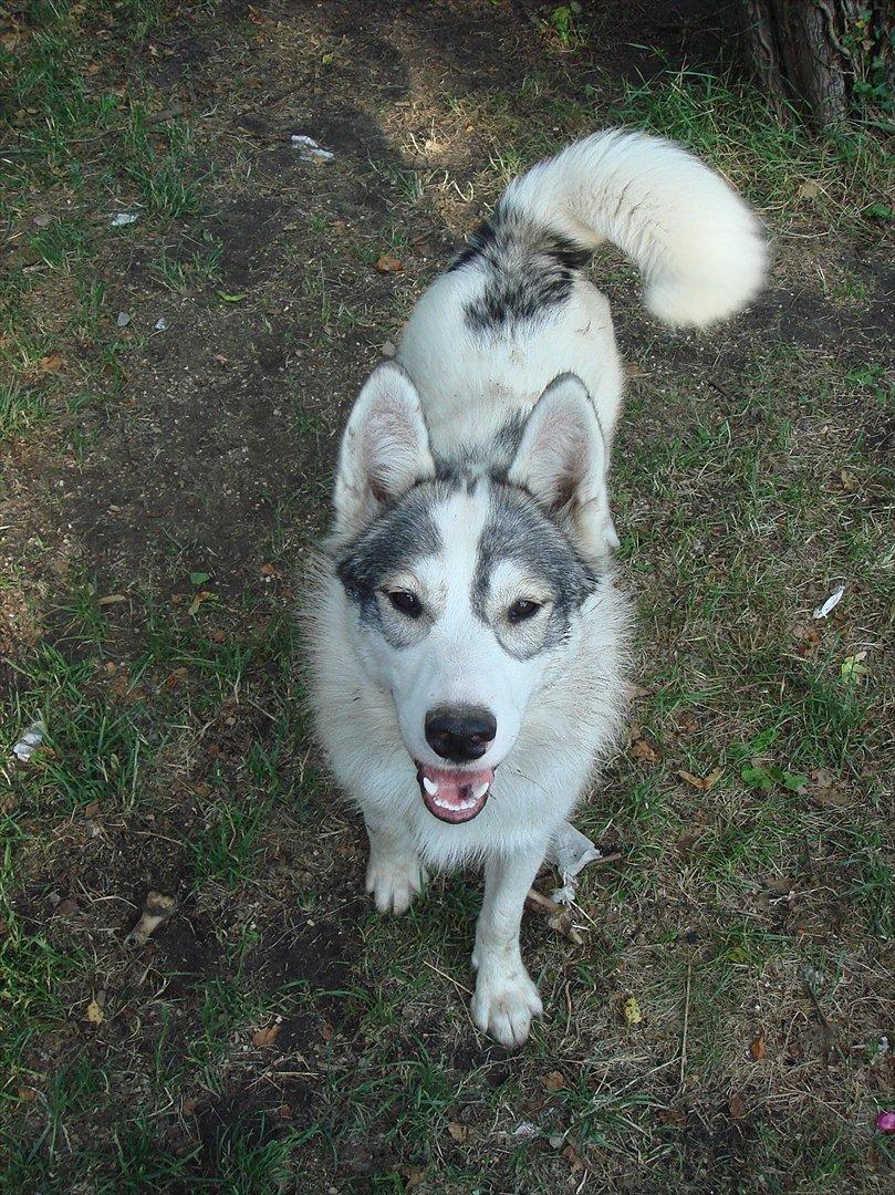 Alaskan husky Frigg billede 5