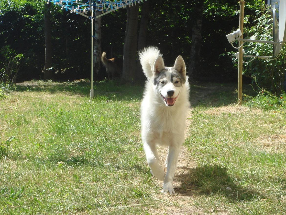 Alaskan husky Frigg billede 6