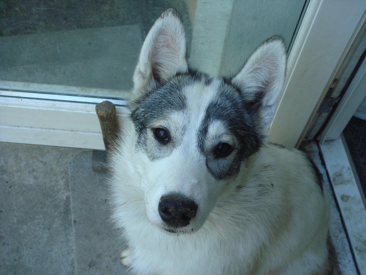 Alaskan husky Frigg billede 7