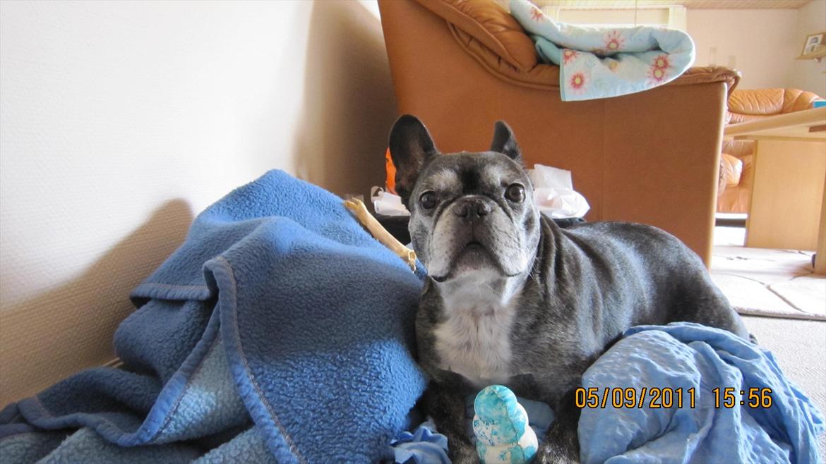 Fransk bulldog kenzo billede 1