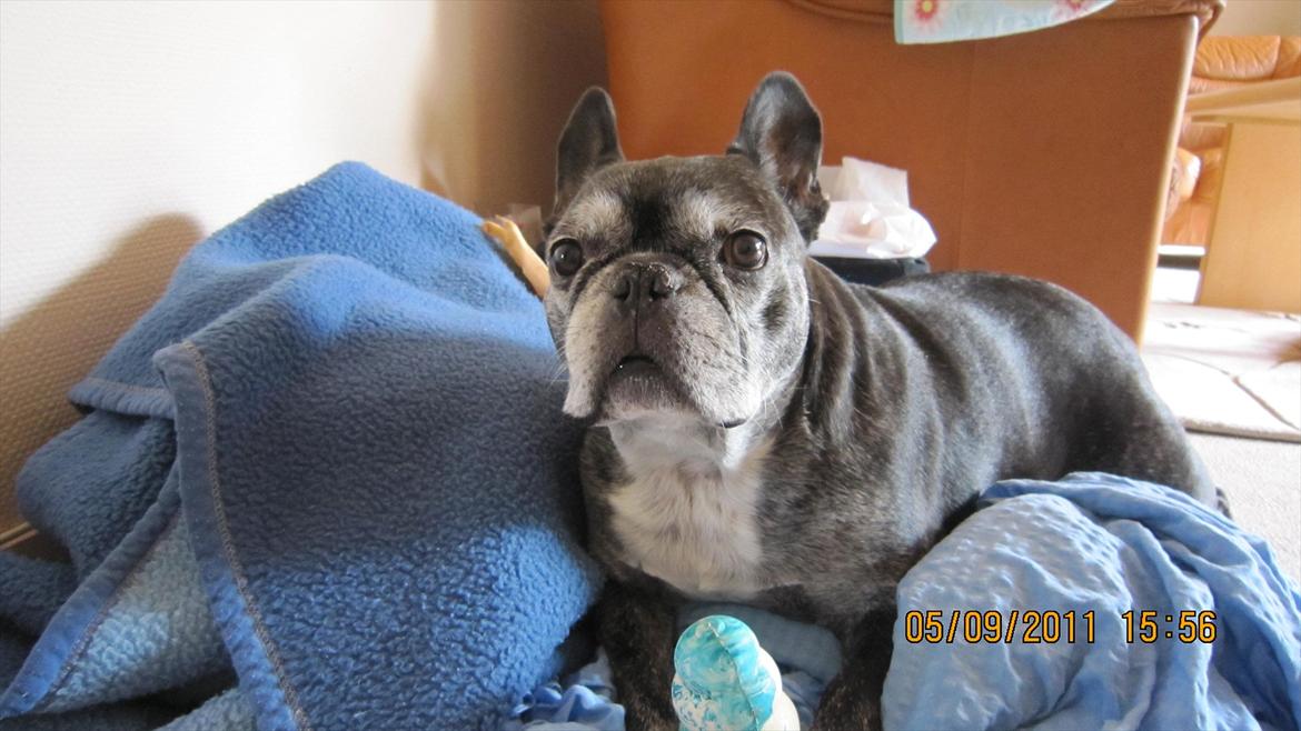 Fransk bulldog kenzo billede 2