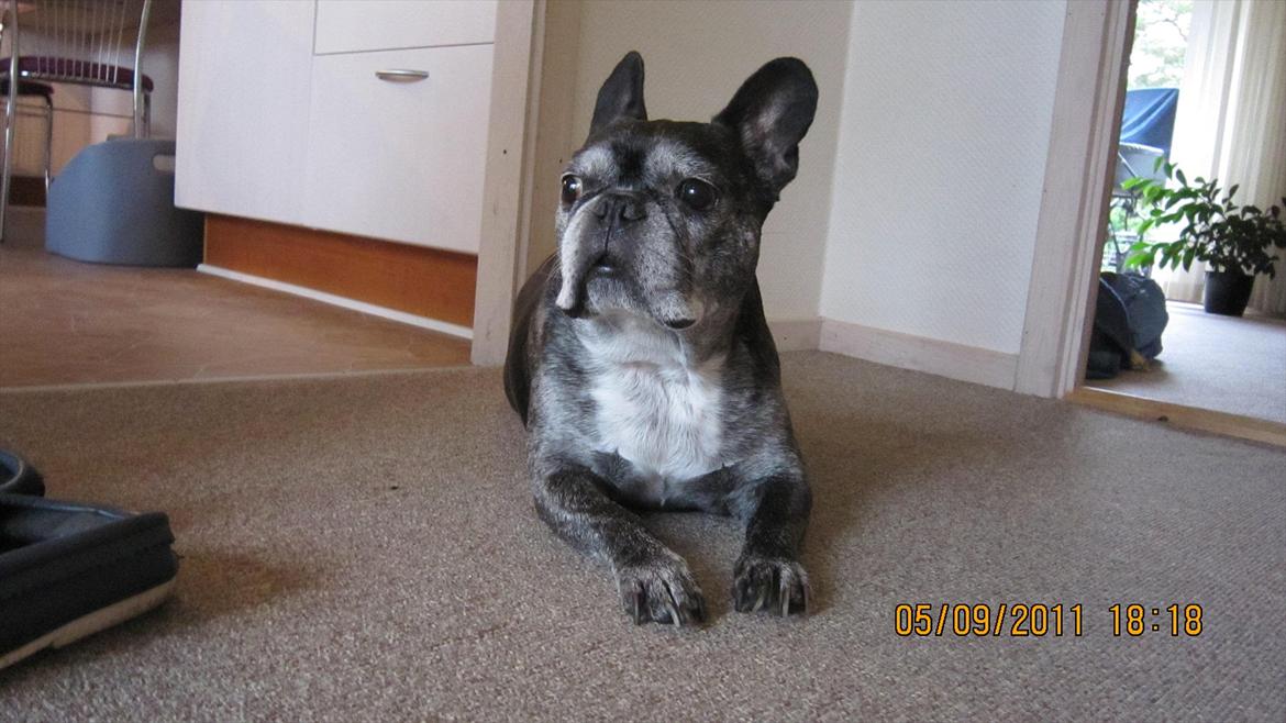 Fransk bulldog kenzo billede 3