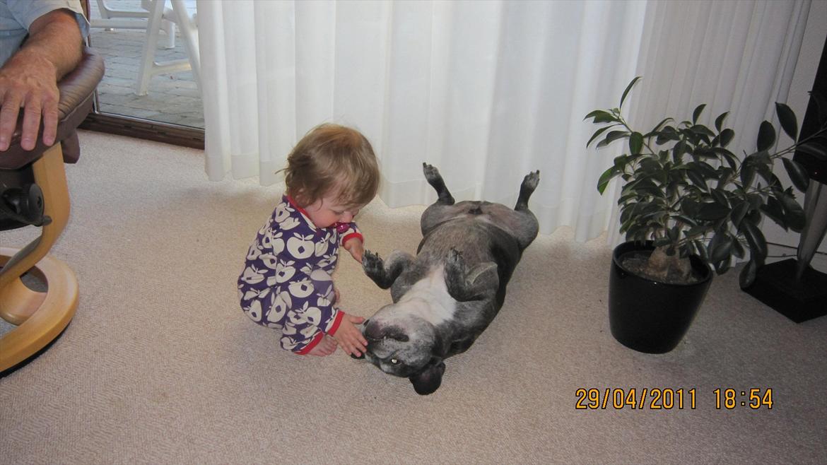 Fransk bulldog kenzo billede 4