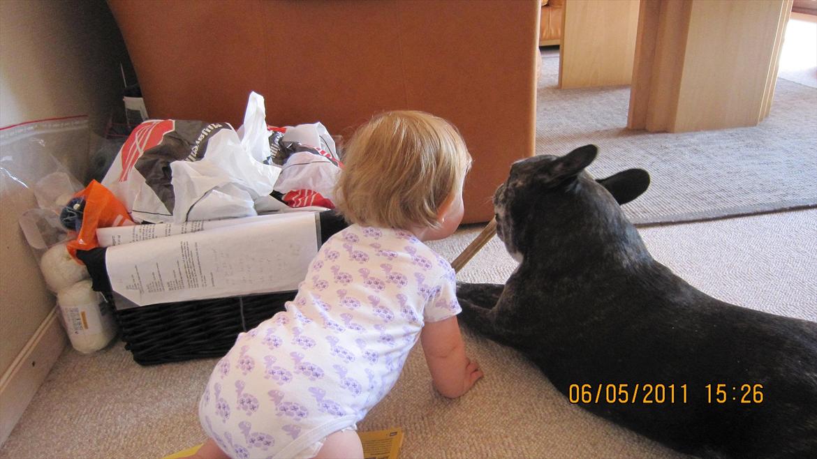 Fransk bulldog kenzo billede 5