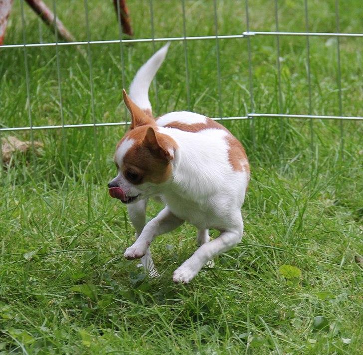 Chihuahua Don-Bentley vom Hochmoor billede 13