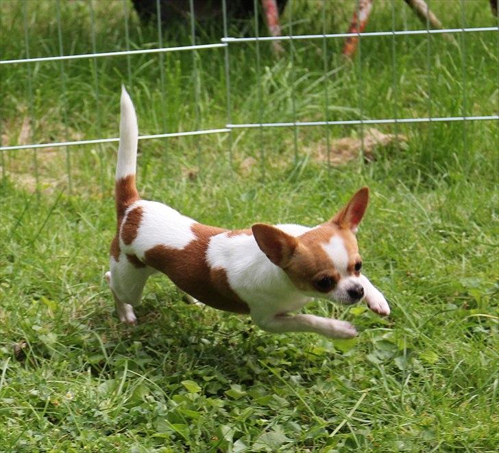 Chihuahua Don-Bentley vom Hochmoor billede 14