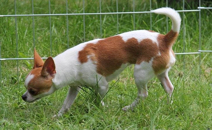 Chihuahua Don-Bentley vom Hochmoor billede 5