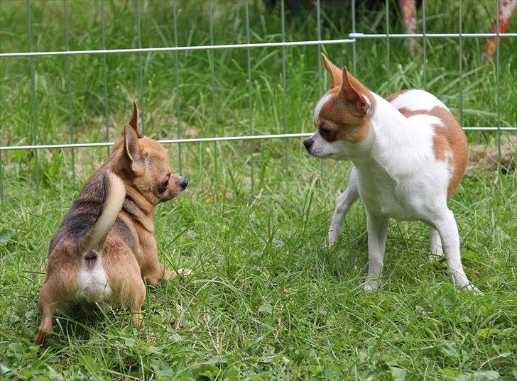 Chihuahua Don-Bentley vom Hochmoor billede 15