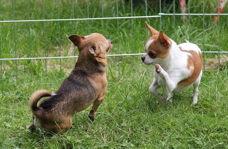 Chihuahua Don-Bentley vom Hochmoor billede 16