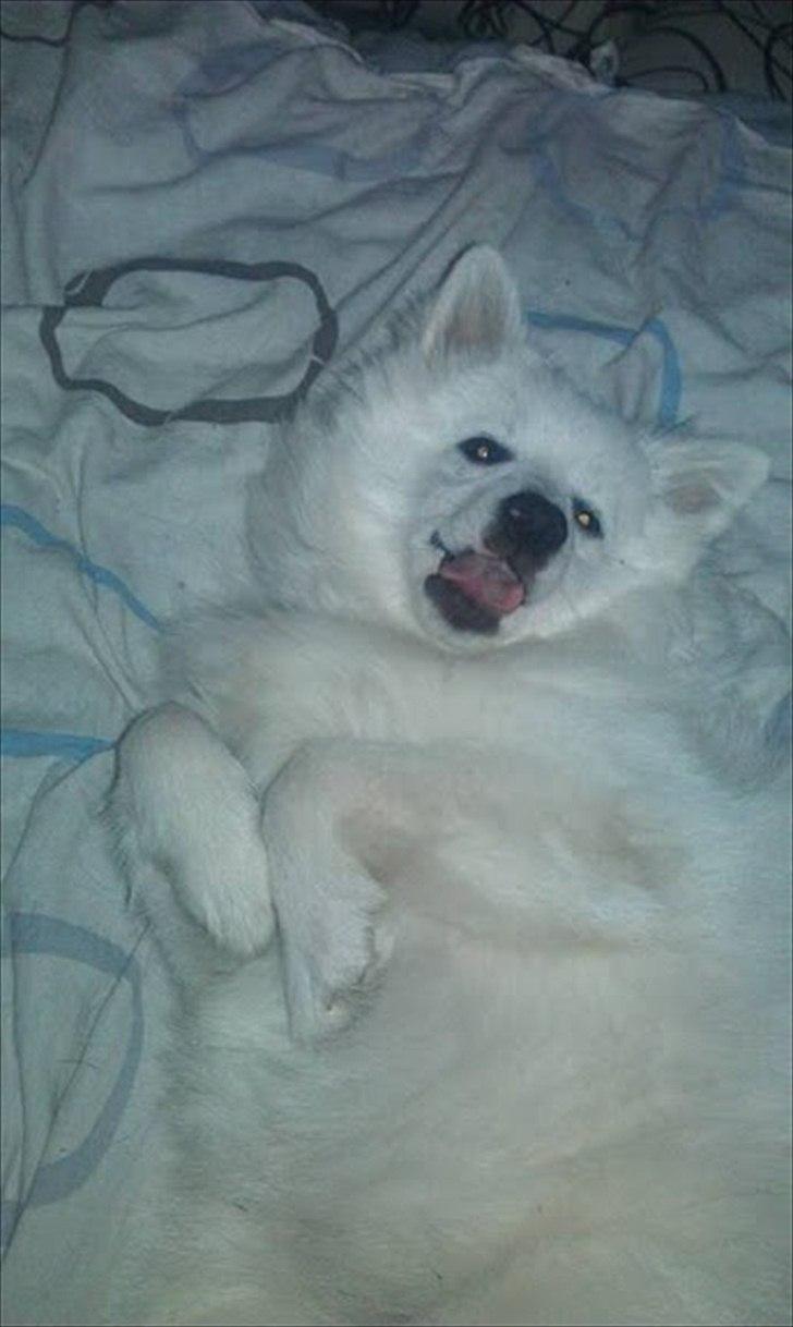 Volpino italiano Timmie - GAAAAAB!!! billede 6