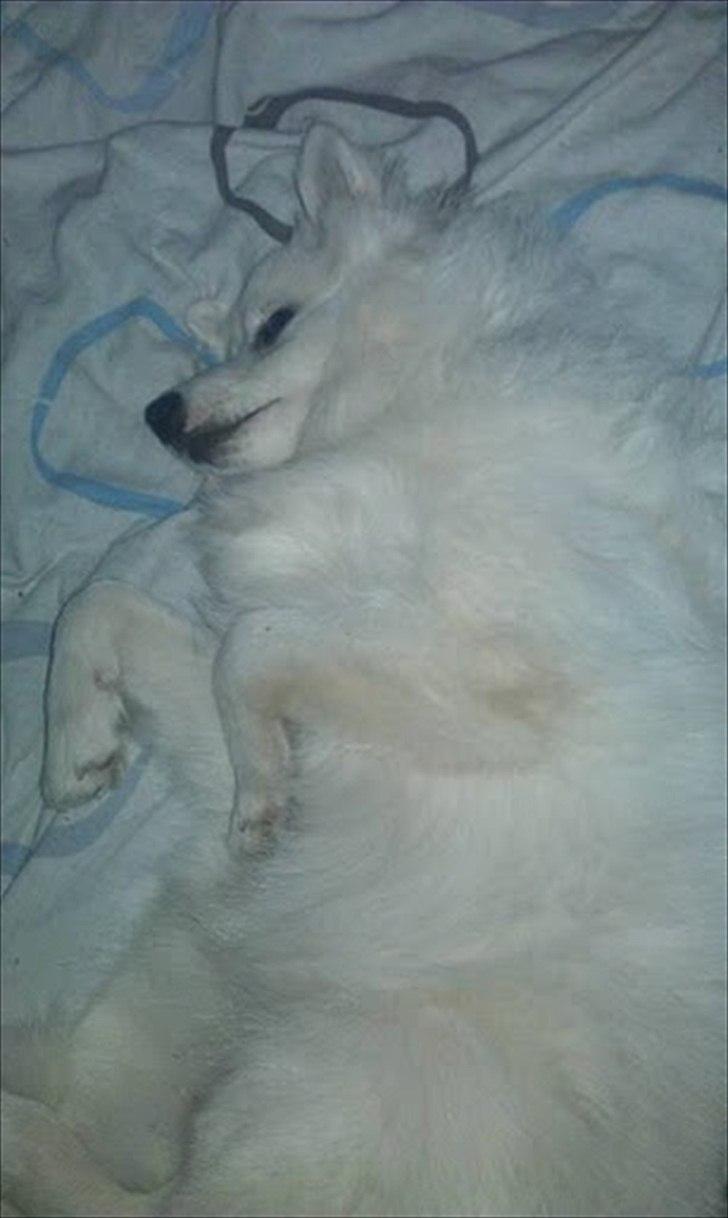 Volpino italiano Timmie - putter i mors og fars seng:) billede 7