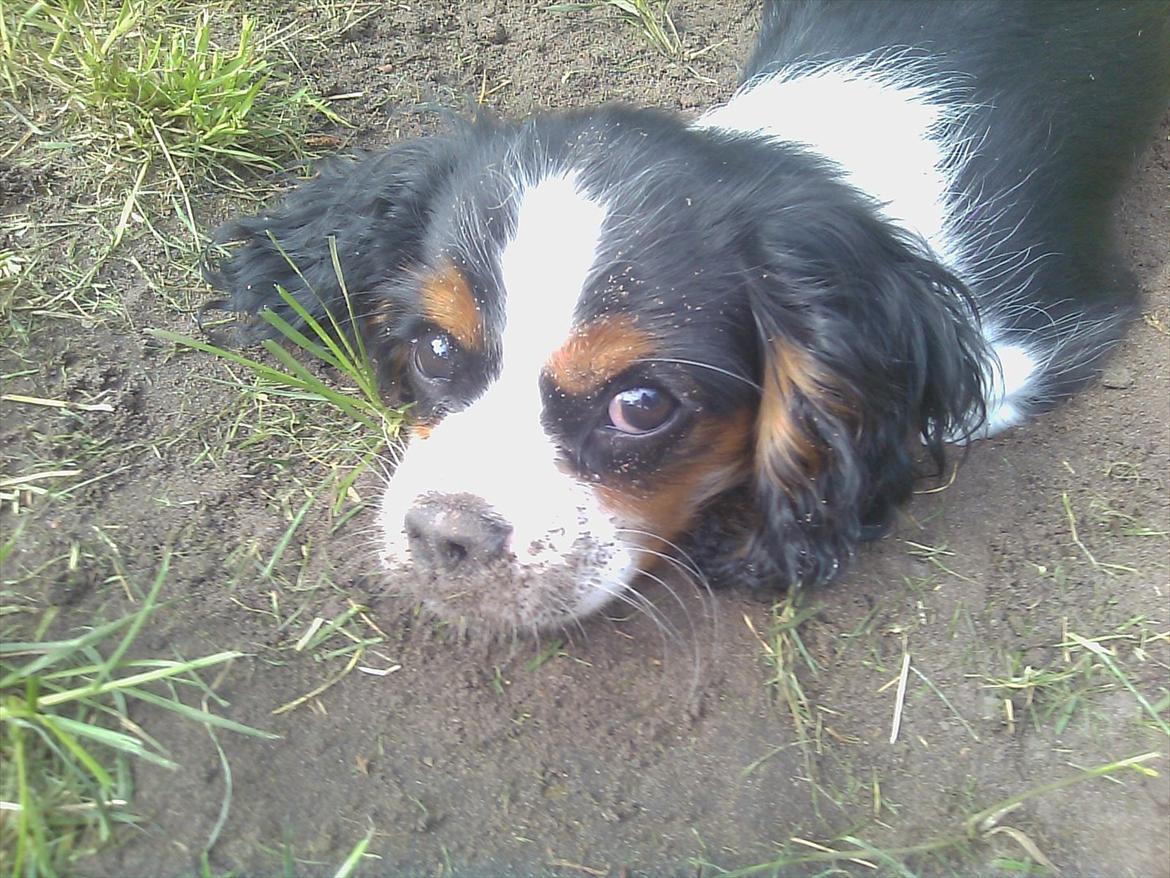 Cavalier king charles spaniel Funkel´s Lord Harley - Harley der gemmer sine poter i det hul han lige har gravet :-D billede 5