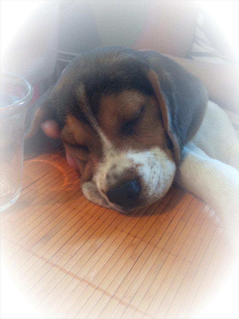 Beagle Hannibal<3 - SOLGT - - Velkommen til Hannibals profil :) billede 1
