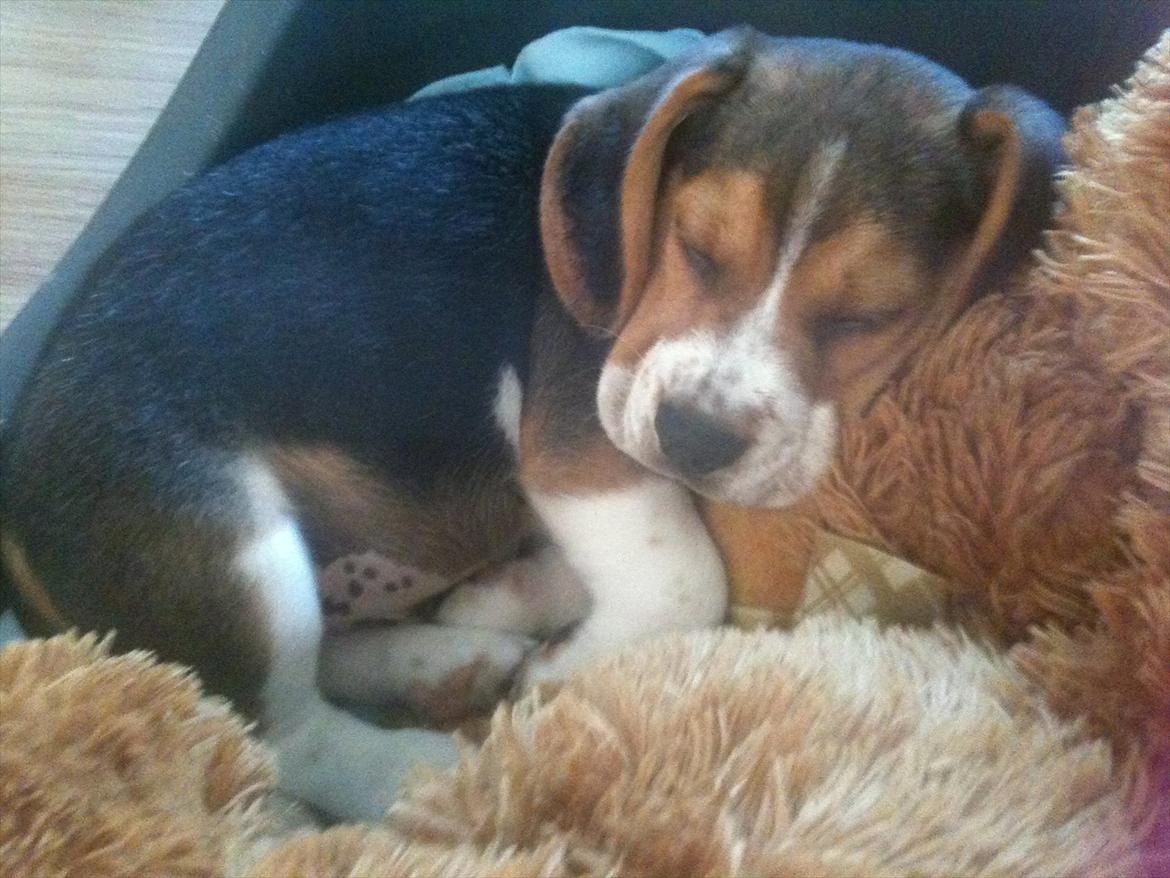 Beagle Hannibal<3 - SOLGT - - putter sover i kurven :) billede 2