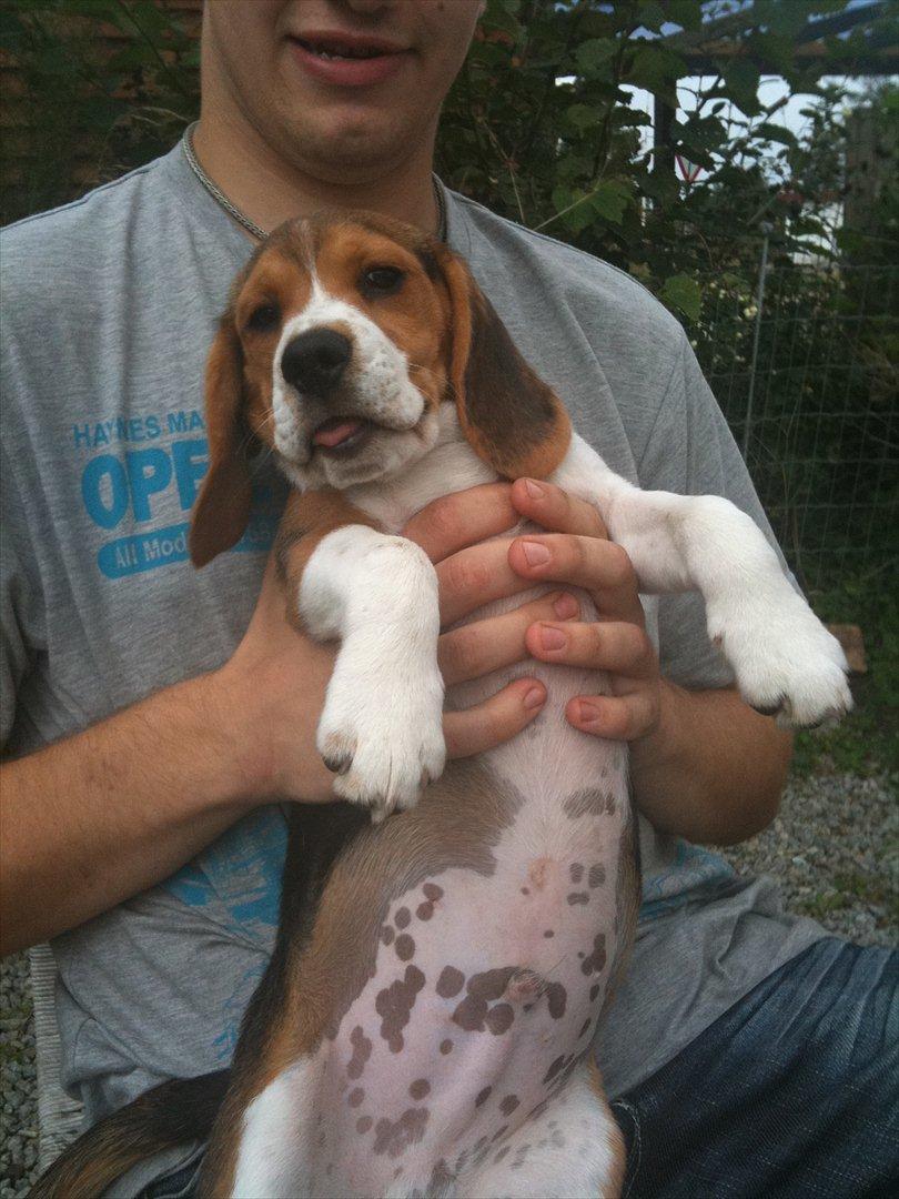Beagle Hannibal<3 - SOLGT - - tungen ude:P billede 3