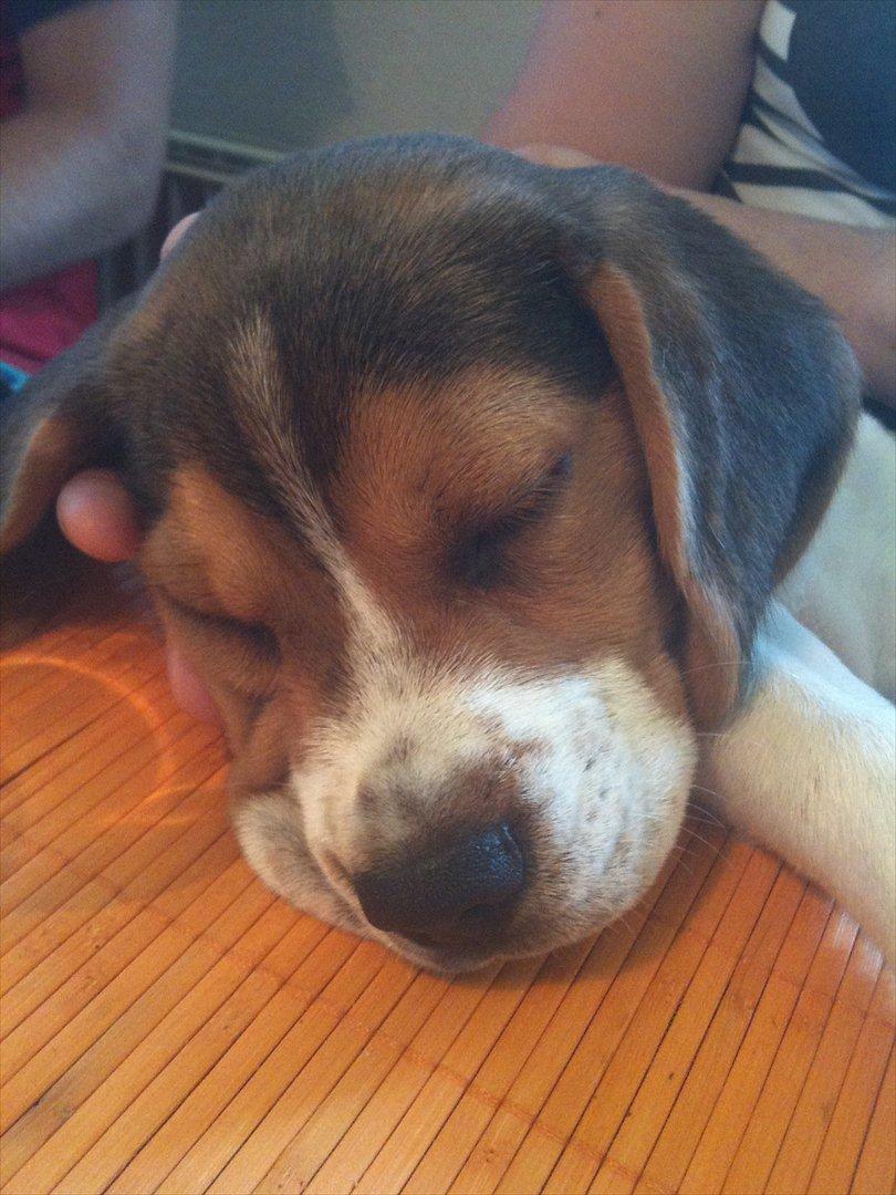 Beagle Hannibal<3 - SOLGT - - ligger på "mors" skød og har hovedet på bordet :) billede 4