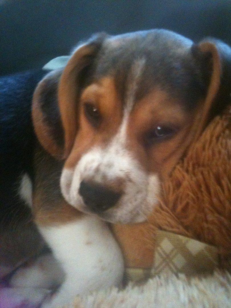 Beagle Hannibal<3 - SOLGT - - trætte, trætte Hannibal <3 billede 5