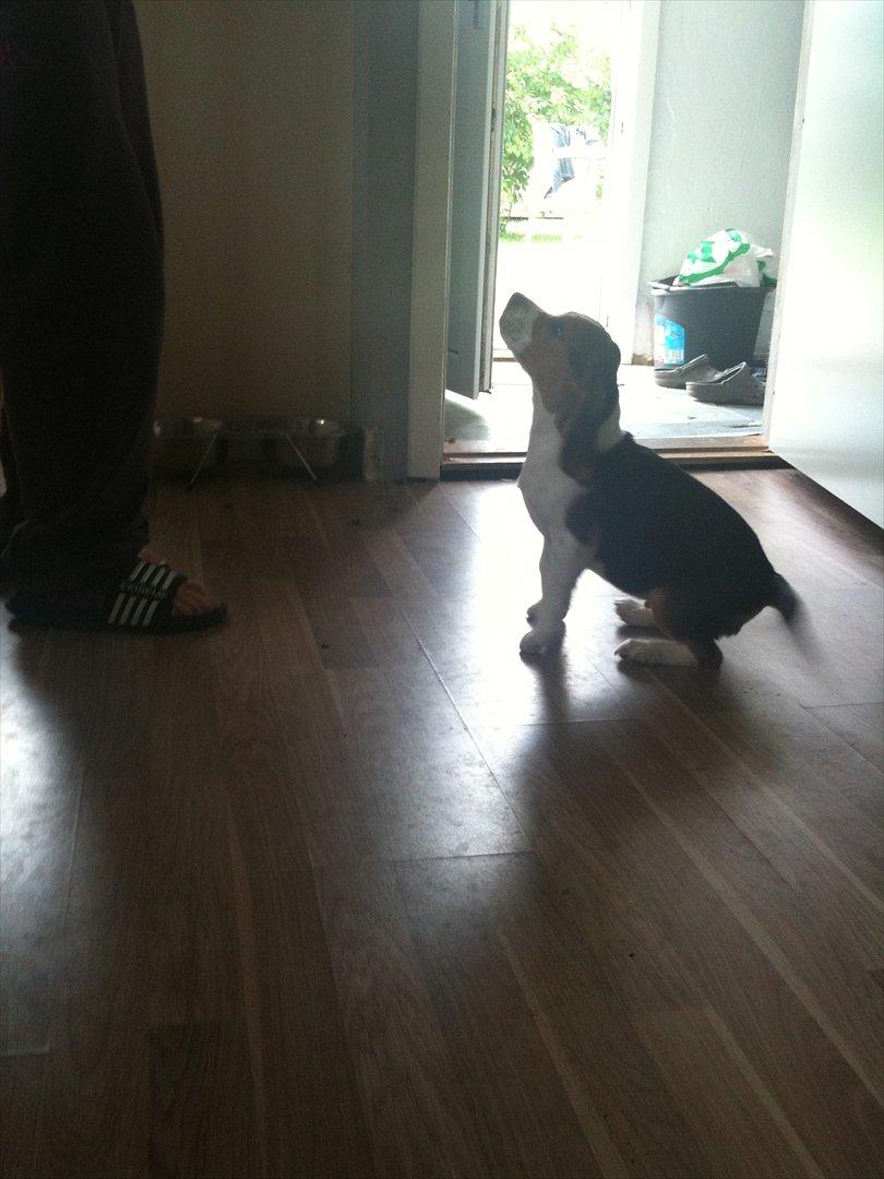 Beagle Hannibal<3 - SOLGT - - "sit" ^^ billede 6