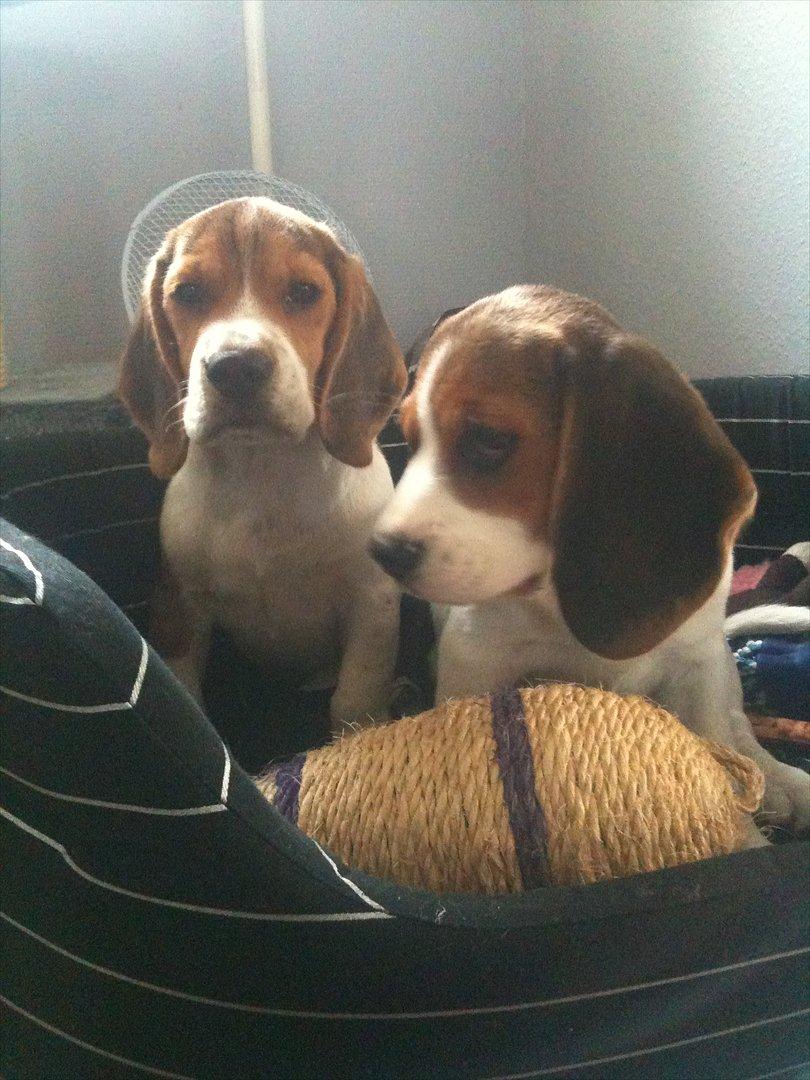 Beagle Hannibal<3 - SOLGT - - Hannibal og Mille <3 billede 7