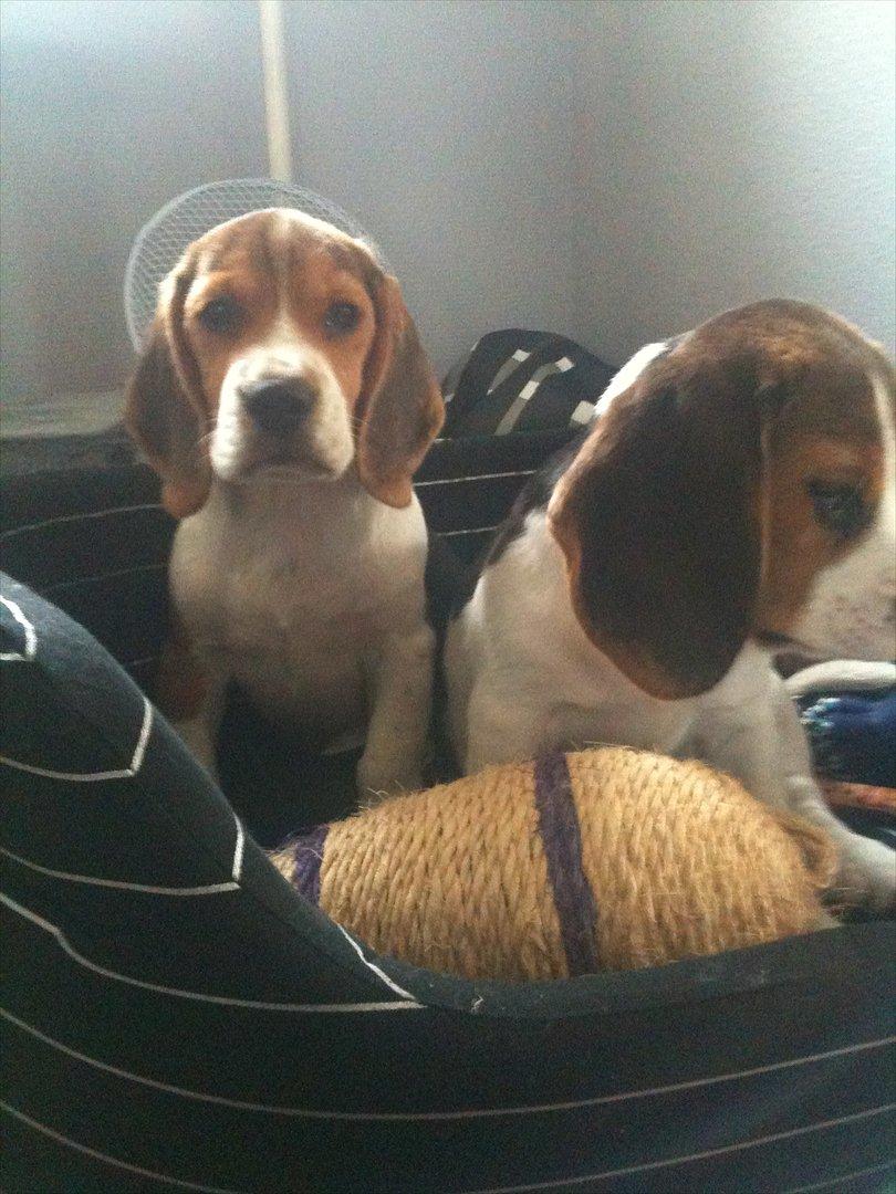 Beagle Hannibal<3 - SOLGT - - Hannibal og Mille <3 billede 8