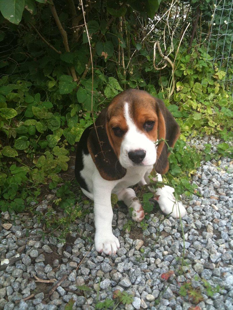 Beagle Mille <3 - Hvalp :) billede 2