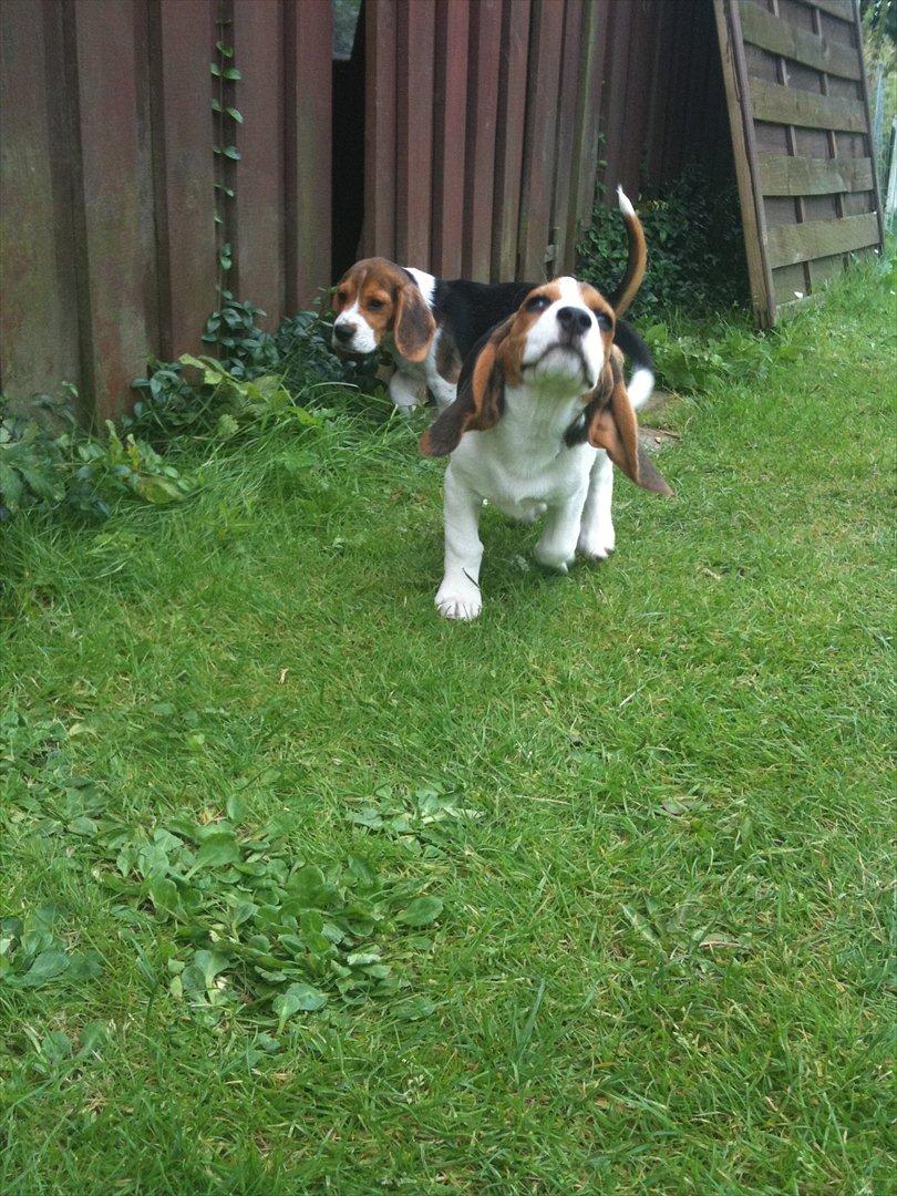 Beagle Mille <3 - Hvalp :) billede 3