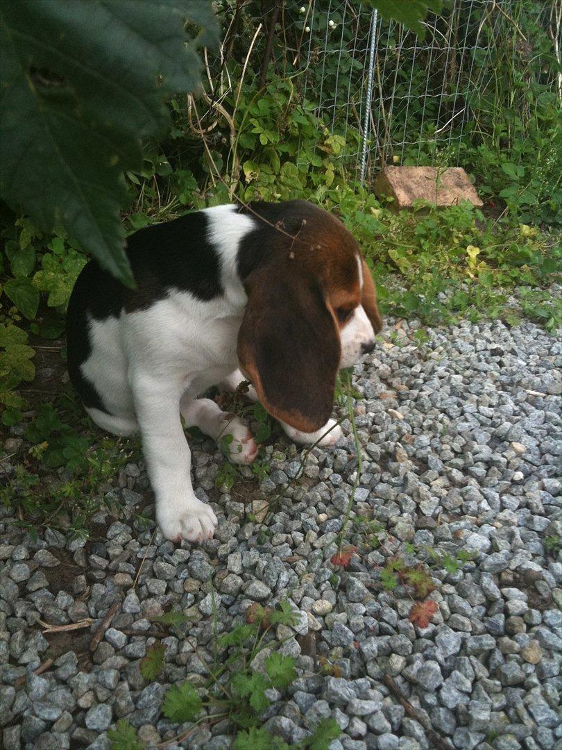 Beagle Mille <3 - Hvalp :) billede 4