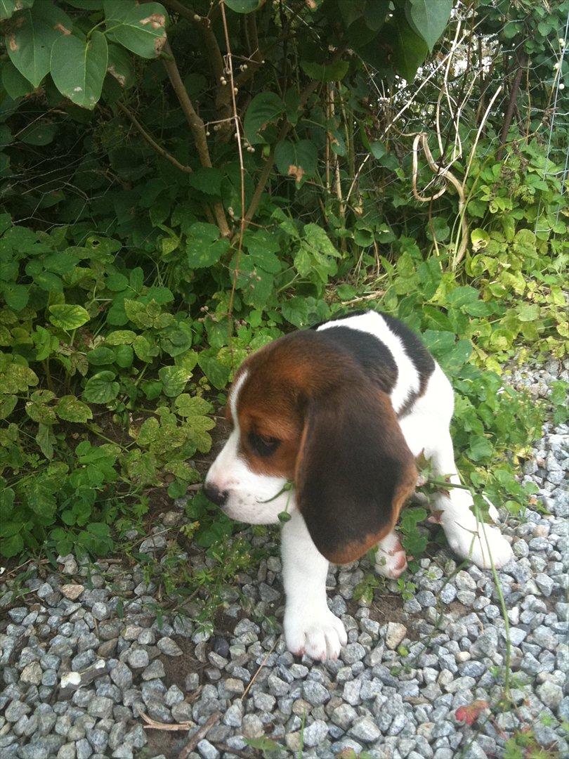 Beagle Mille <3 - Hvalp :) billede 5