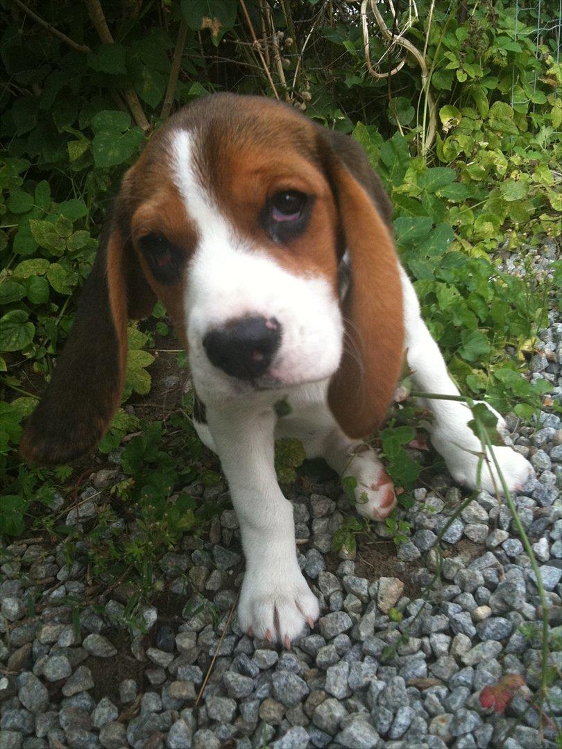 Beagle Mille <3 - Hvalp :) billede 6