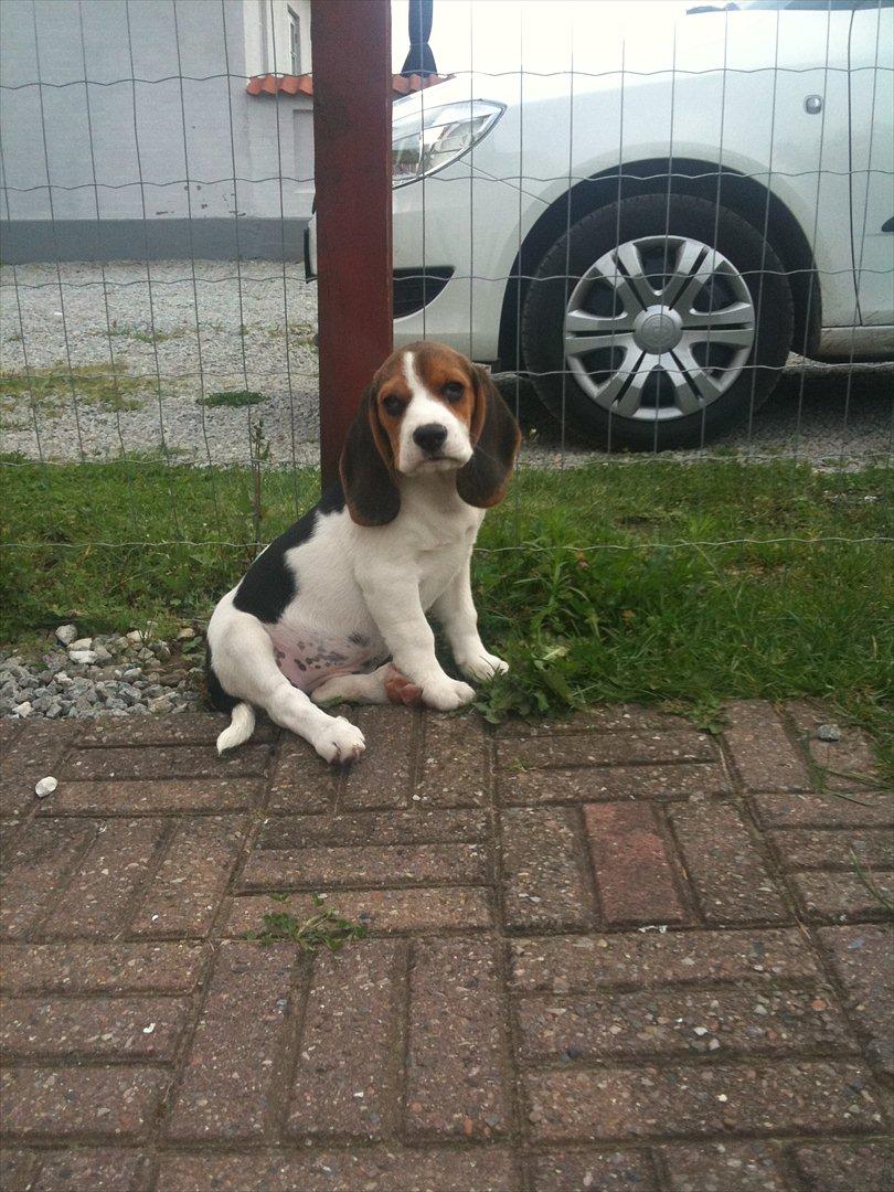 Beagle Mille <3 - Hvalp :) billede 7