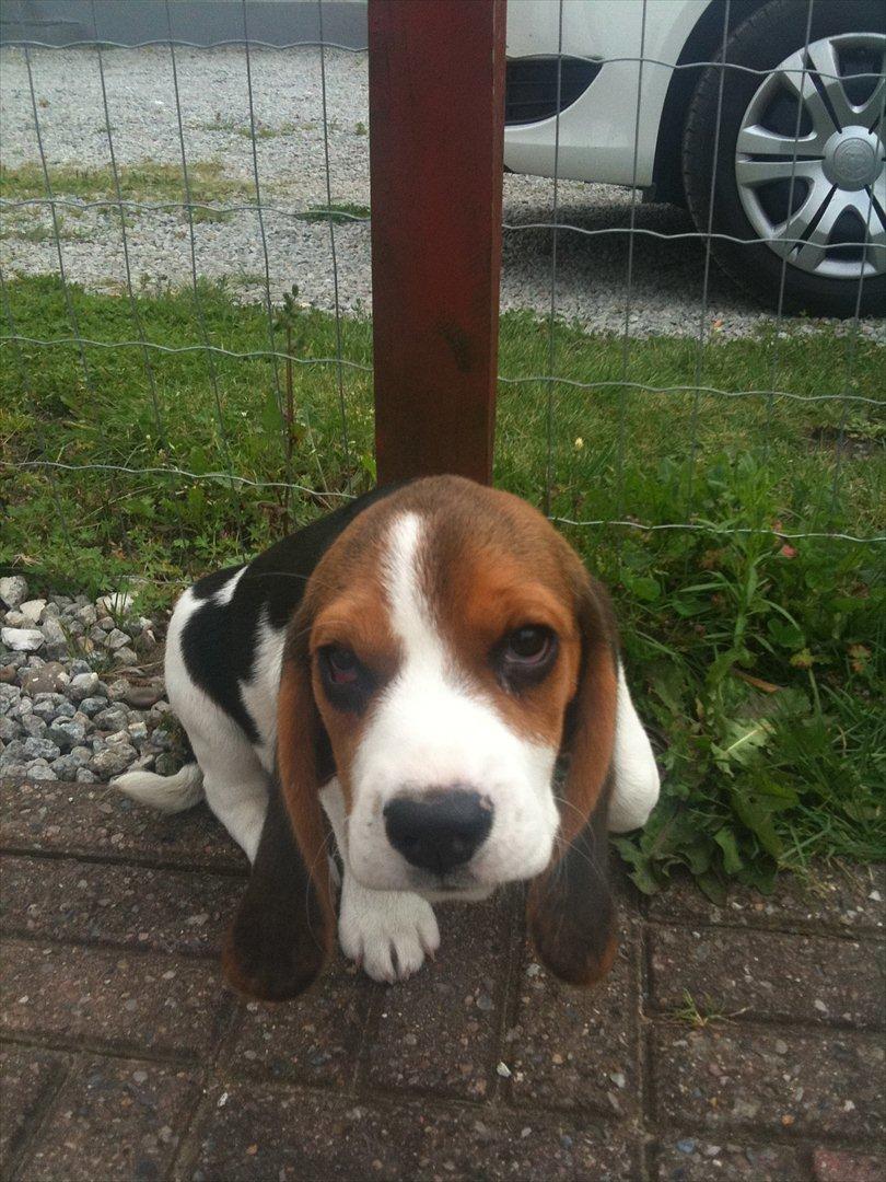 Beagle Mille <3 - Hvalp :) billede 8
