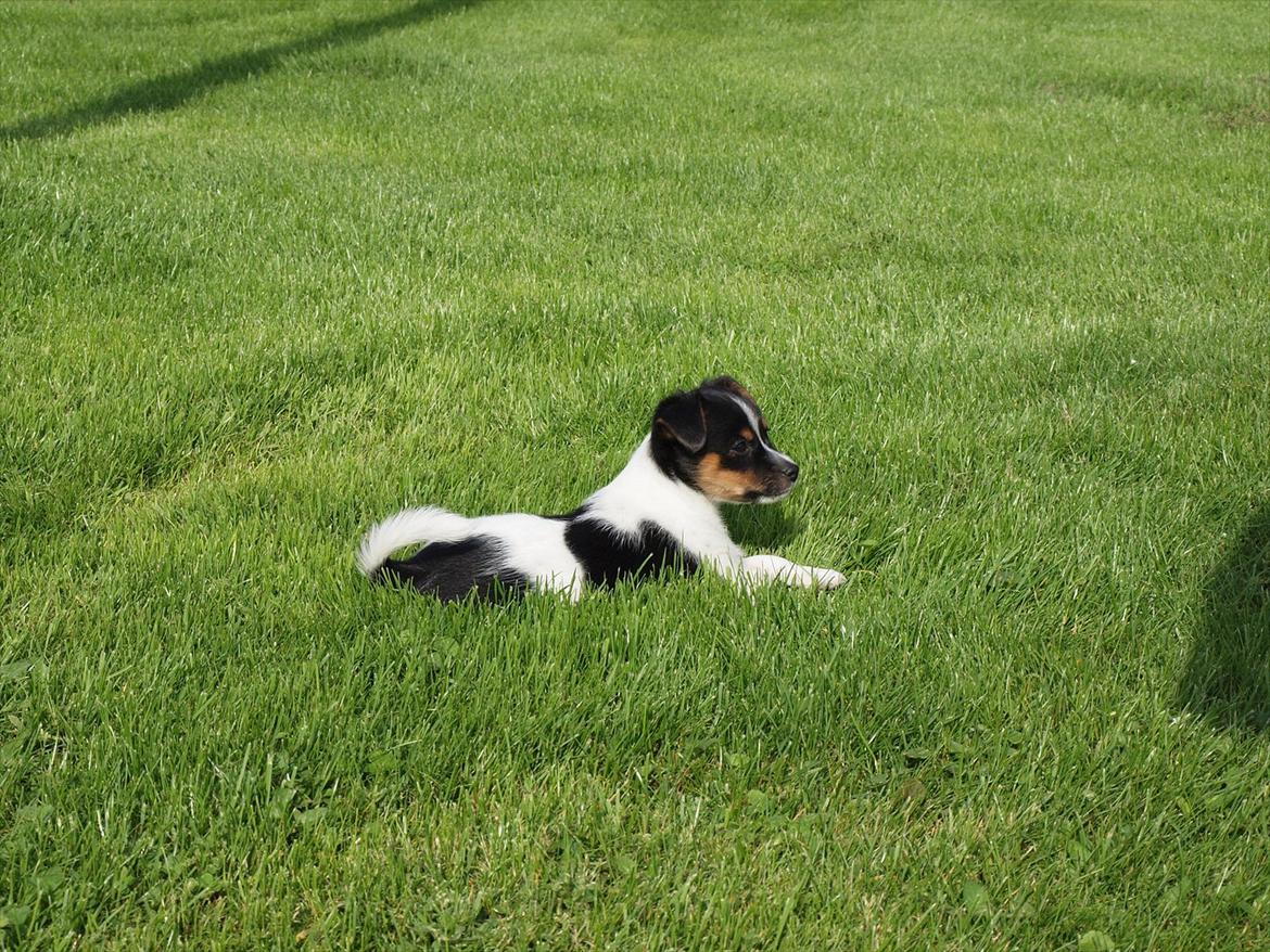 Blanding af racer Carlo - Carlos første uge hos mig. Ude og opleve den store have. 8 uger. billede 2