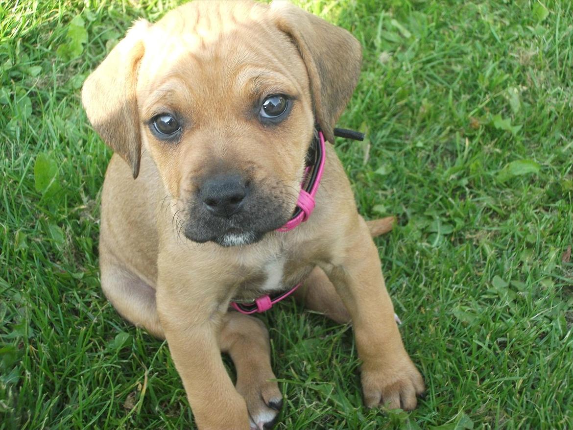 Blanding af racer Tally billede 4