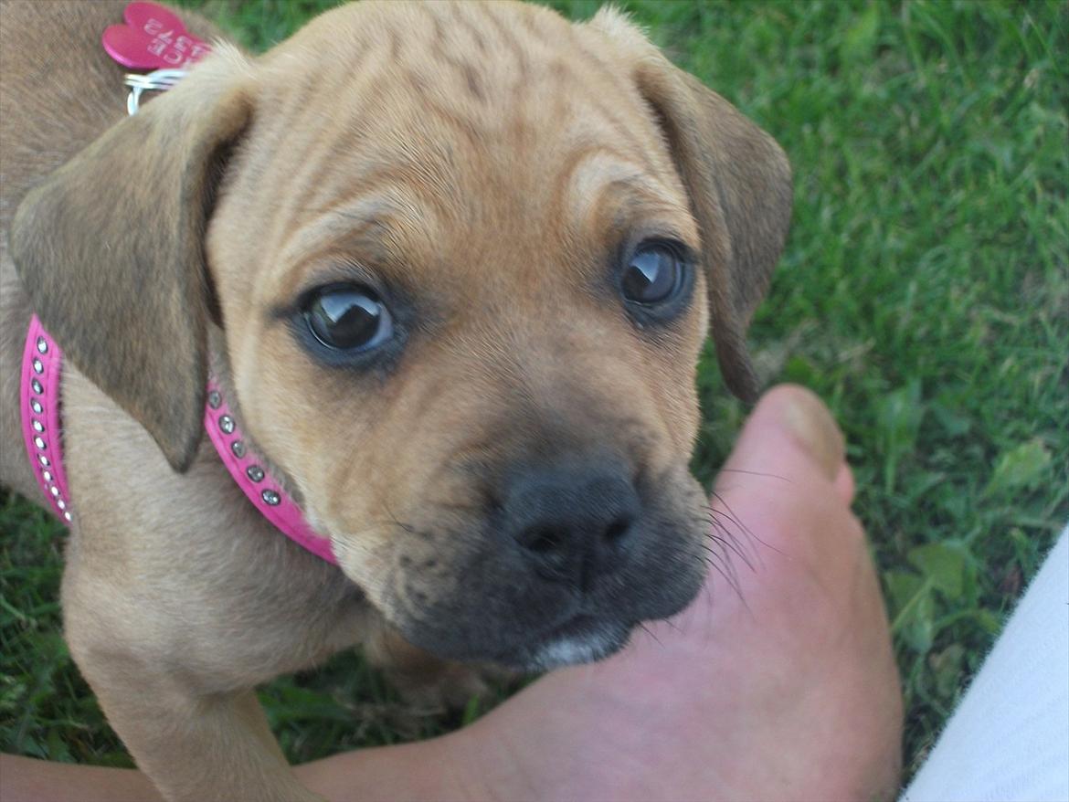 Blanding af racer Tally billede 5