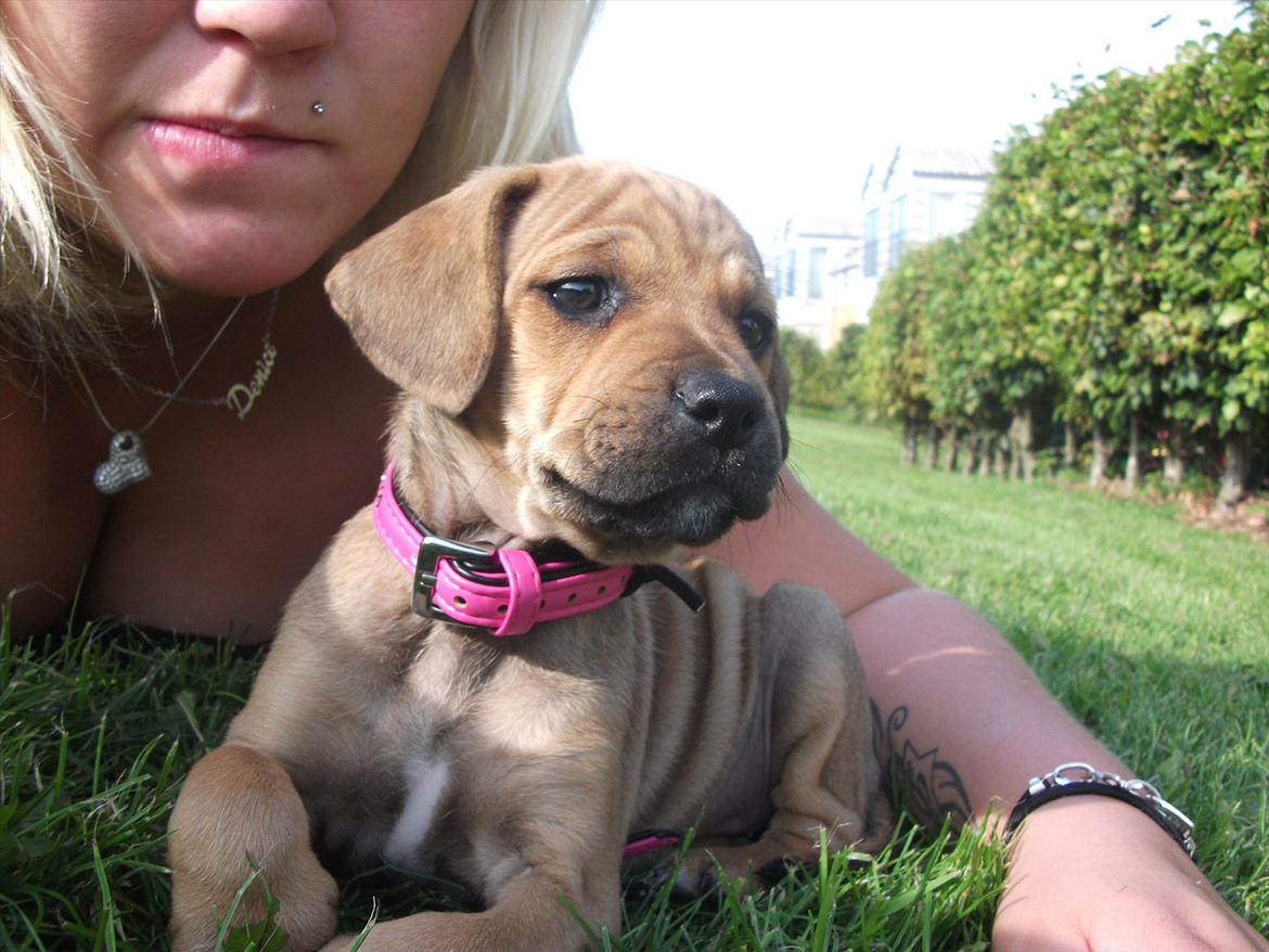 Blanding af racer Tally billede 6