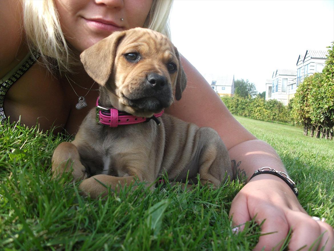 Blanding af racer Tally billede 7