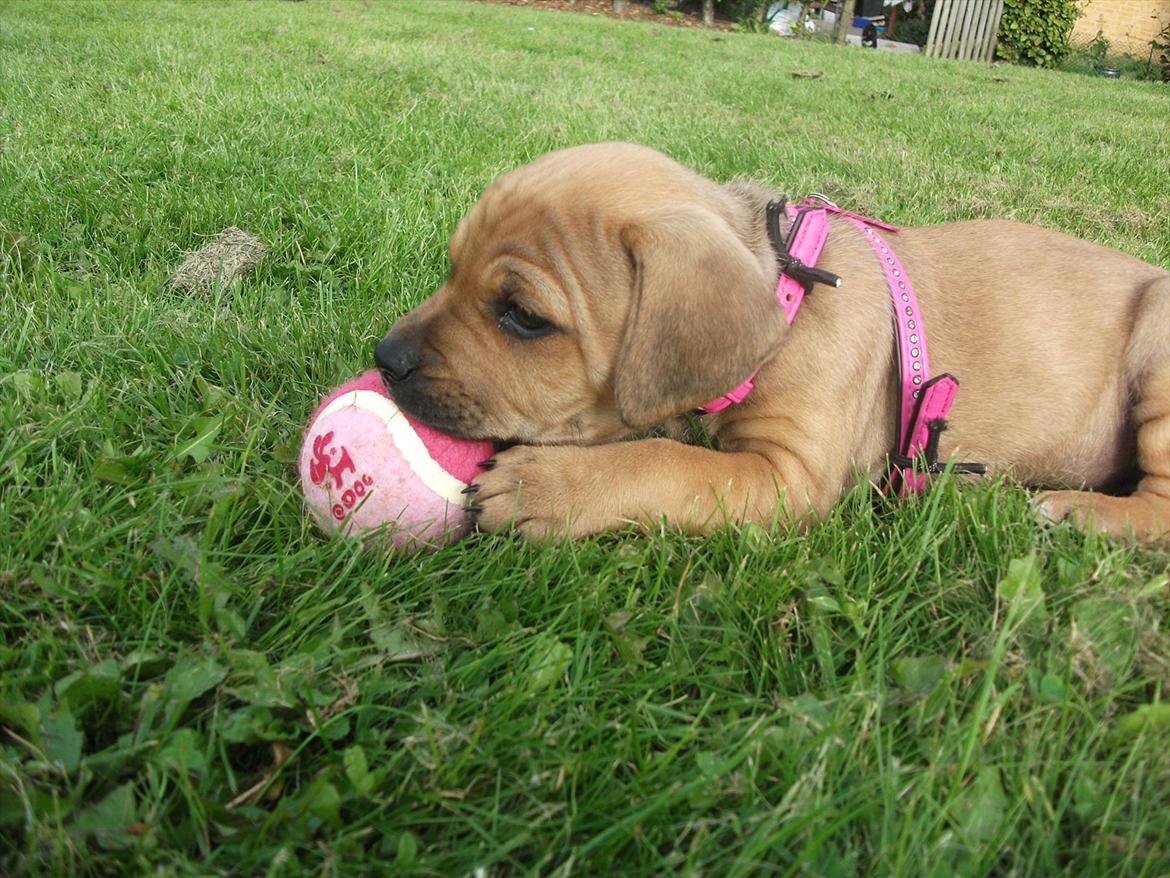 Blanding af racer Tally billede 8