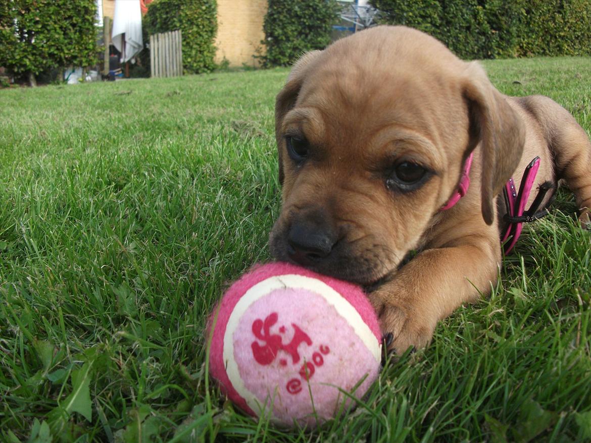 Blanding af racer Tally billede 9