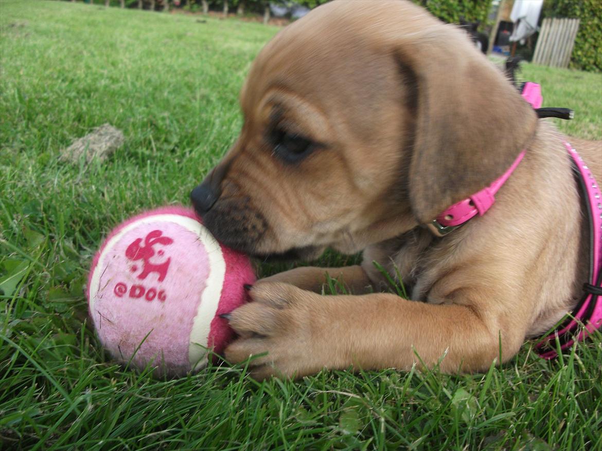 Blanding af racer Tally billede 10