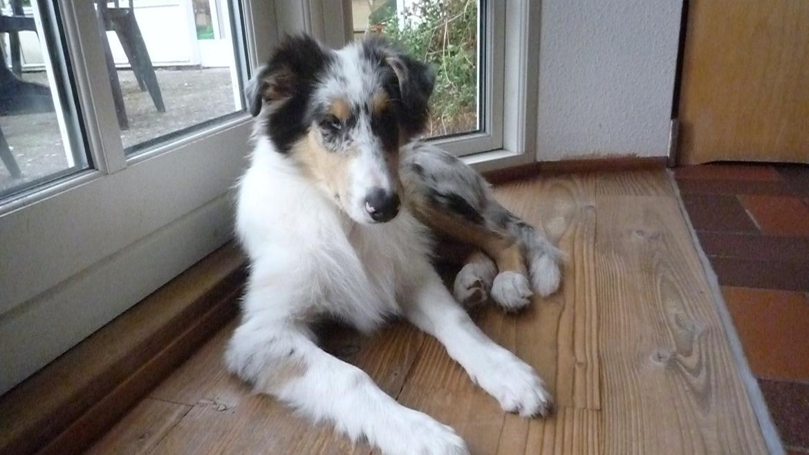 Collie langhåret Kiva's Eden Eclipse of Mr. Pattinson billede 3