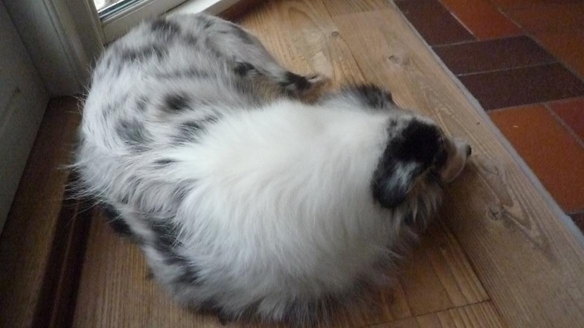 Collie langhåret Kiva's Eden Eclipse of Mr. Pattinson billede 5