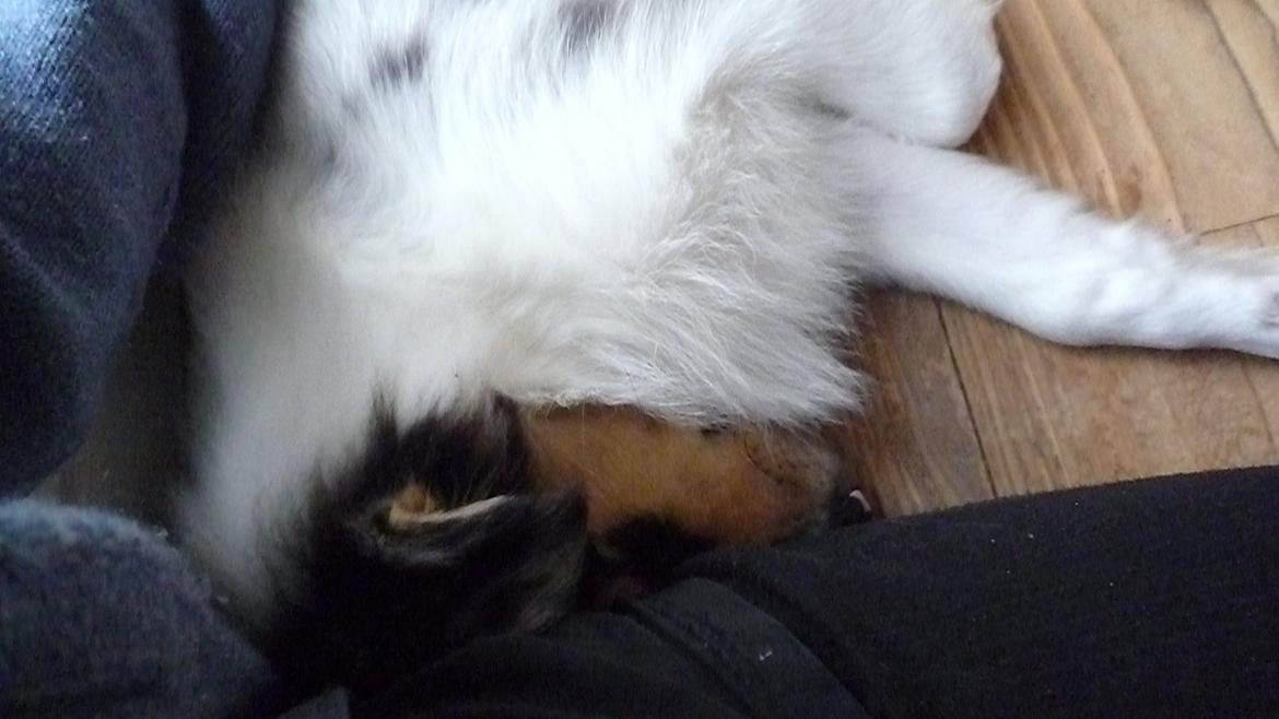 Collie langhåret Kiva's Eden Eclipse of Mr. Pattinson billede 6