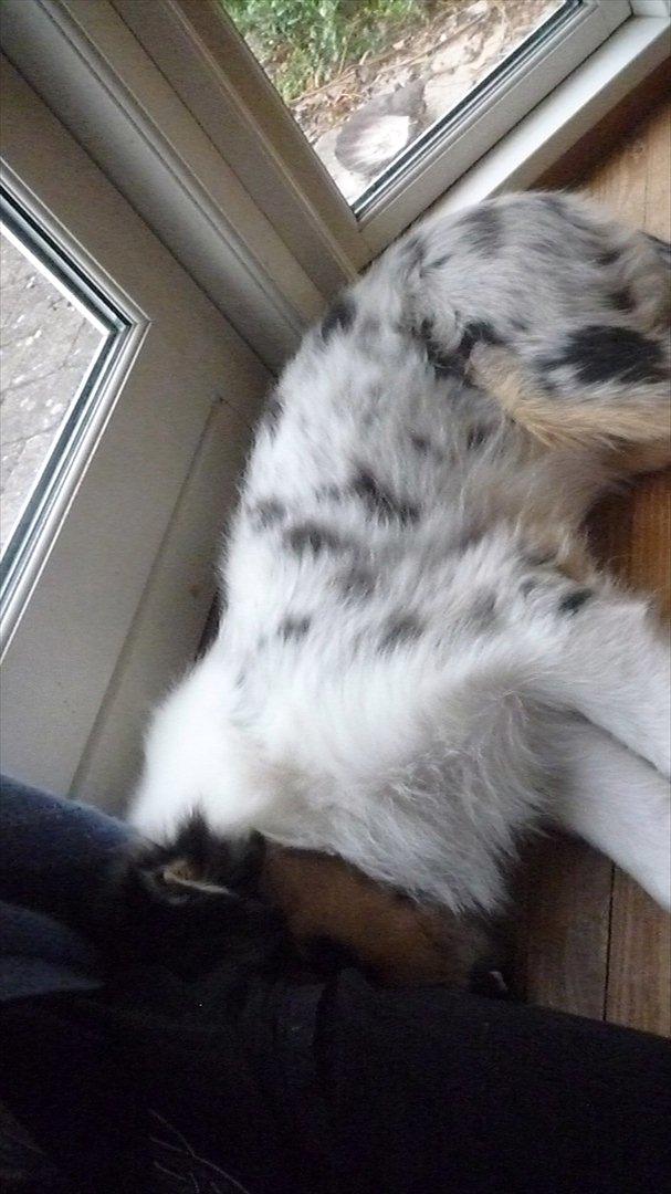 Collie langhåret Kiva's Eden Eclipse of Mr. Pattinson billede 7